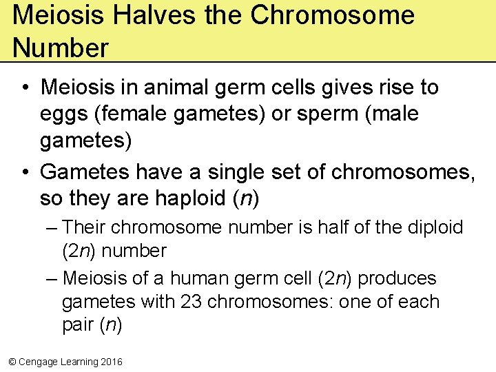 Meiosis Halves the Chromosome Number • Meiosis in animal germ cells gives rise to