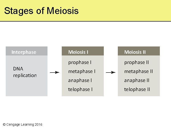 Stages of Meiosis Interphase DNA replication © Cengage Learning 2016 Meiosis II prophase II