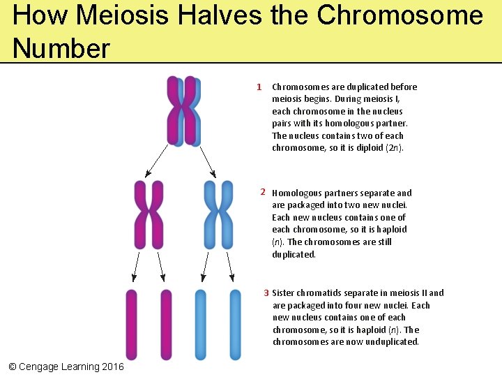 How Meiosis Halves the Chromosome Number 1 Chromosomes are duplicated before meiosis begins. During
