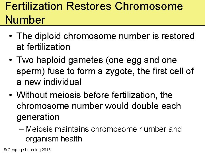 Fertilization Restores Chromosome Number • The diploid chromosome number is restored at fertilization •