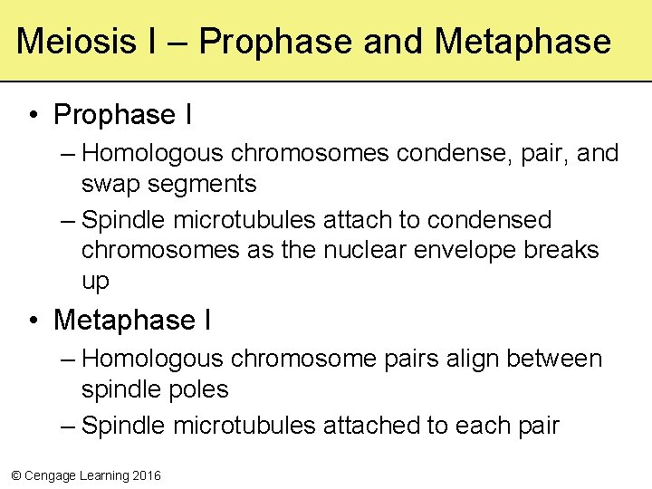 Meiosis I – Prophase and Metaphase • Prophase I – Homologous chromosomes condense, pair,