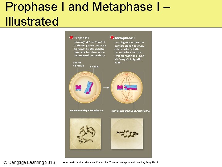 Prophase I and Metaphase I – Illustrated Prophase I Metaphase I Homologous chromosomes condense,