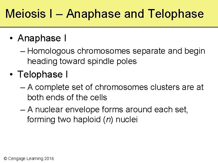 Meiosis I – Anaphase and Telophase • Anaphase I – Homologous chromosomes separate and