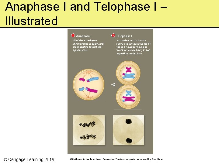 Anaphase I and Telophase I – Illustrated Anaphase I All of the homologous chromosomes