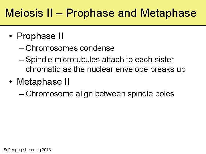 Meiosis II – Prophase and Metaphase • Prophase II – Chromosomes condense – Spindle