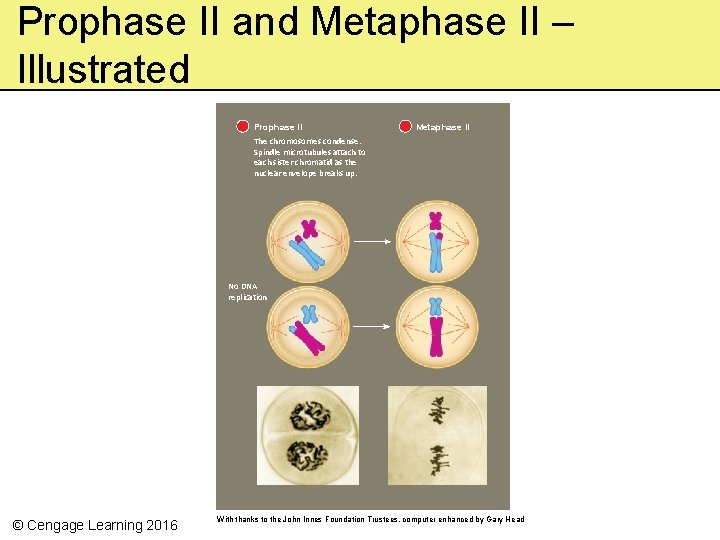 Prophase II and Metaphase II – Illustrated Prophase II Metaphase II The chromosomes condense.