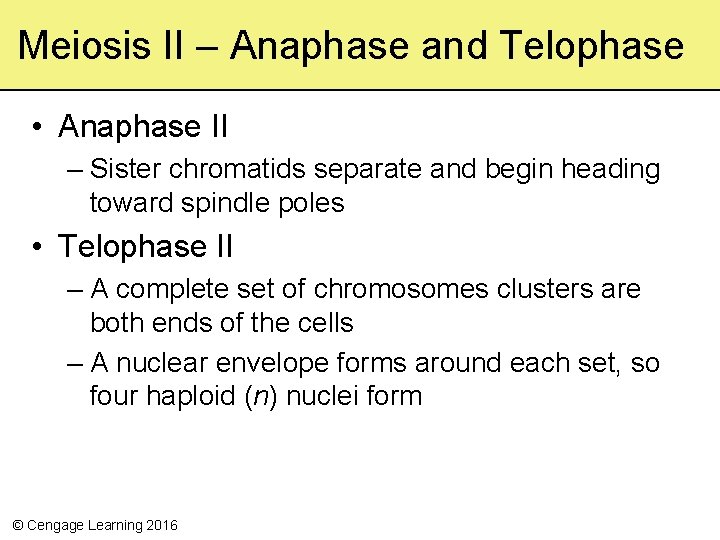 Meiosis II – Anaphase and Telophase • Anaphase II – Sister chromatids separate and
