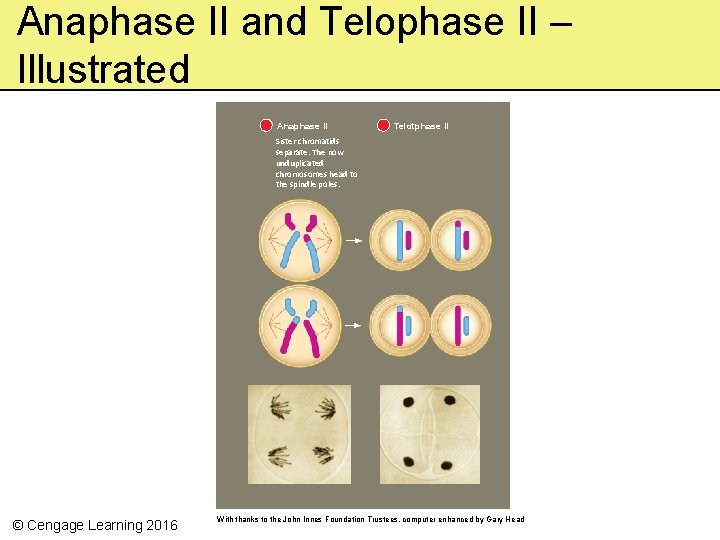 Anaphase II and Telophase II – Illustrated Anaphase II Telotphase II Sister chromatids separate.