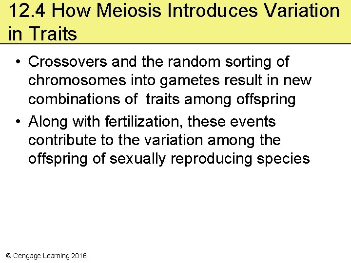 12. 4 How Meiosis Introduces Variation in Traits • Crossovers and the random sorting