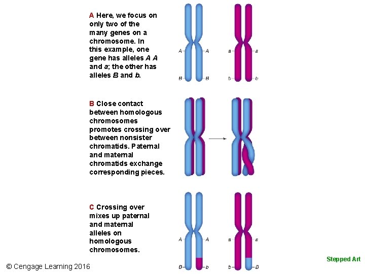 A Here, we focus on only two of the many genes on a chromosome.