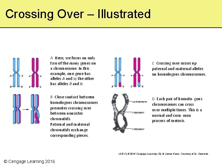 Crossing Over – Illustrated A A a a B B b b A Here,