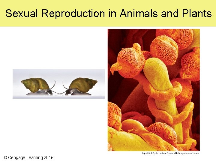 Sexual Reproduction in Animals and Plants © Cengage Learning 2016 