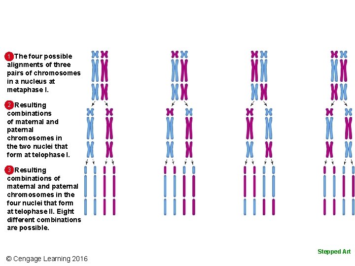 1 The four possible alignments of three pairs of chromosomes in a nucleus at