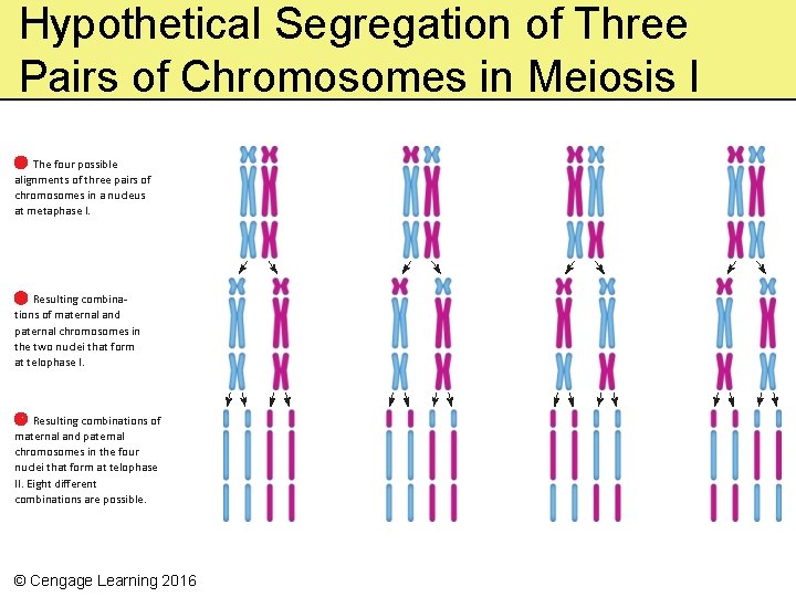 Hypothetical Segregation of Three Pairs of Chromosomes in Meiosis I The four possible alignments