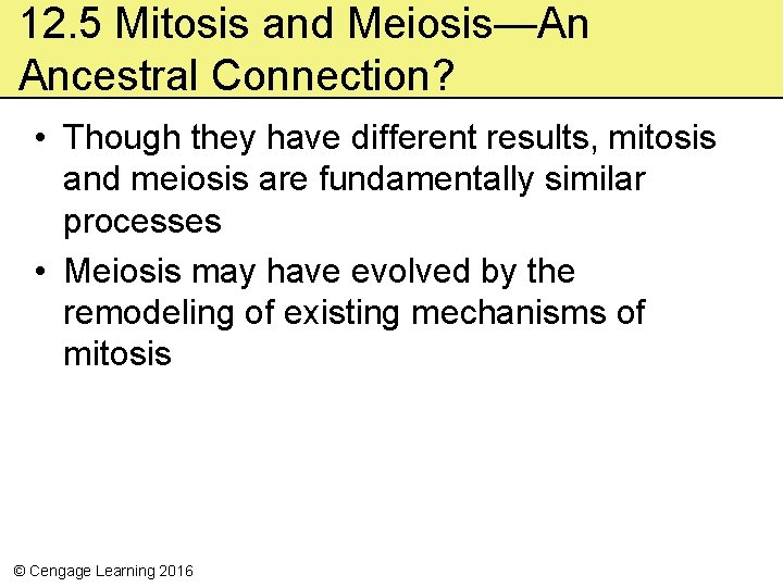 12. 5 Mitosis and Meiosis—An Ancestral Connection? • Though they have different results, mitosis