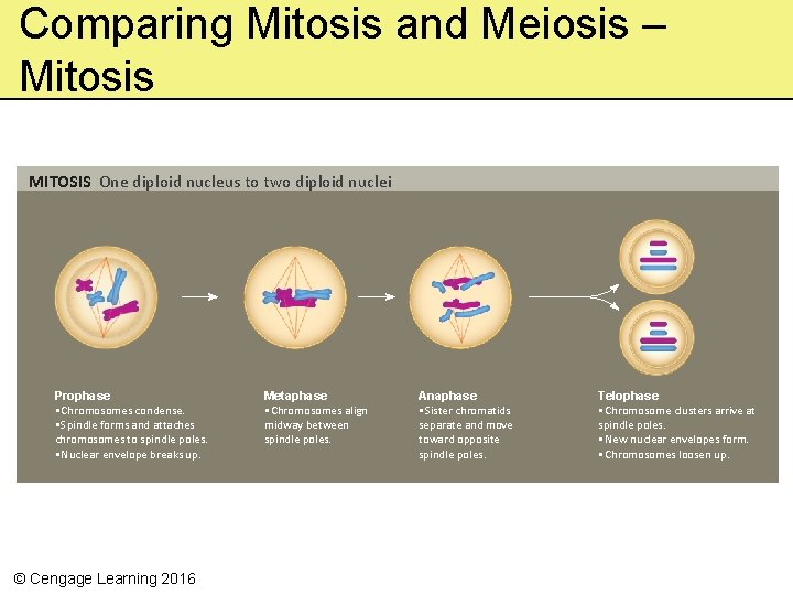 Comparing Mitosis and Meiosis – Mitosis MITOSIS One diploid nucleus to two diploid nuclei