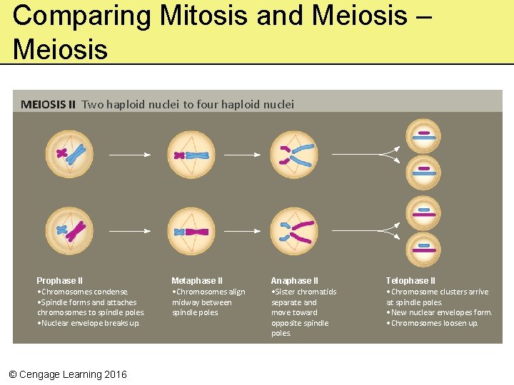 Comparing Mitosis and Meiosis – Meiosis MEIOSIS II Two haploid nuclei to four haploid