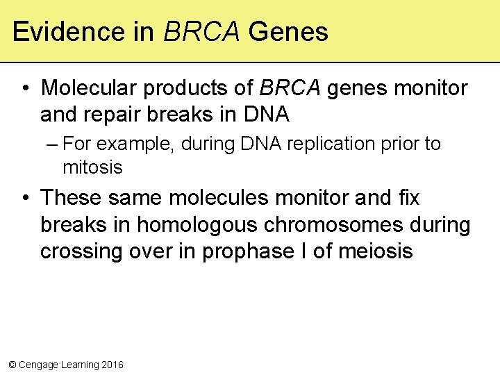 Evidence in BRCA Genes • Molecular products of BRCA genes monitor and repair breaks