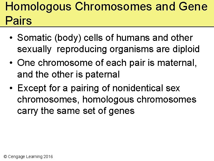 Homologous Chromosomes and Gene Pairs • Somatic (body) cells of humans and other sexually