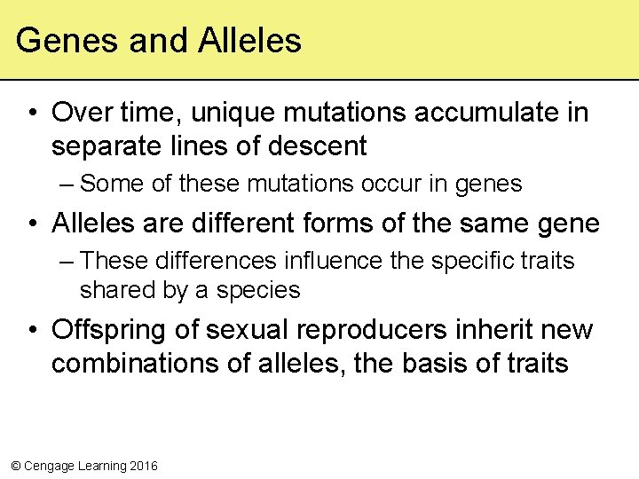 Genes and Alleles • Over time, unique mutations accumulate in separate lines of descent