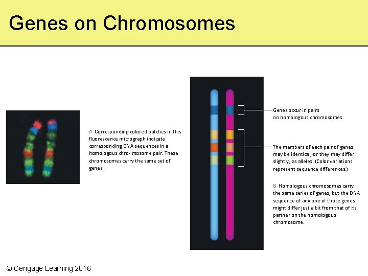 Genes on Chromosomes Genes occur in pairs on homologous chromosomes. A Corresponding colored patches