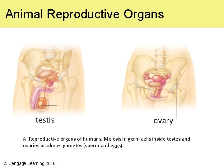 Animal Reproductive Organs testis ovary A Reproductive organs of humans. Meiosis in germ cells
