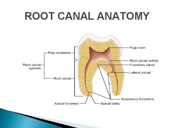 ROOT CANAL ANATOMY 