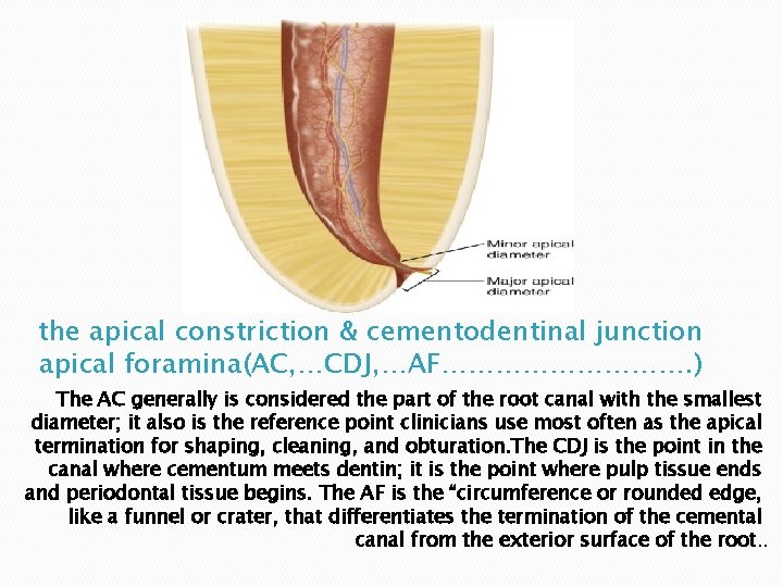 the apical constriction & cementodentinal junction apical foramina(AC, …CDJ, …AF……………. ) The AC generally