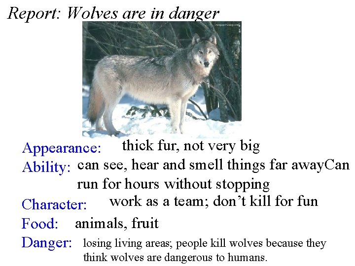Report: Wolves are in danger Appearance: thick fur, not very big Ability: can see,
