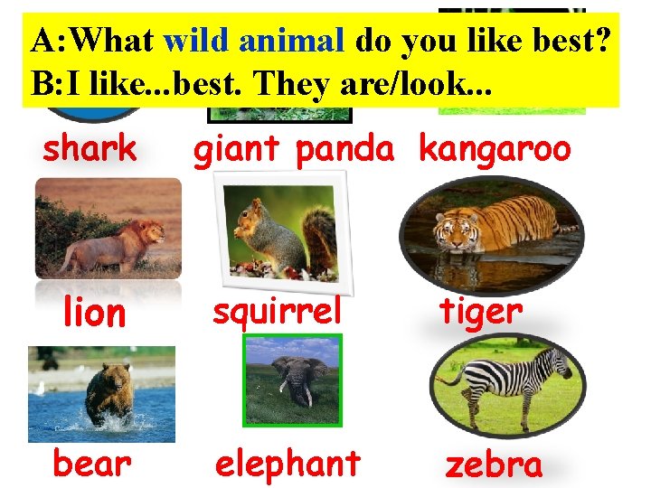 A: What wild animal do you like best? B: I like. . . best.