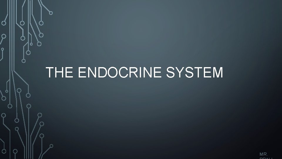 THE ENDOCRINE SYSTEM MR. 