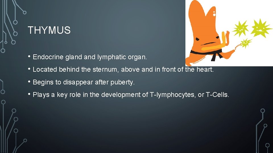 THYMUS • Endocrine gland lymphatic organ. • Located behind the sternum, above and in