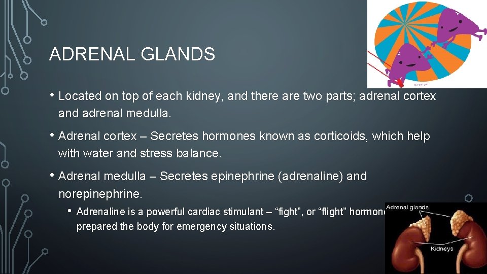 ADRENAL GLANDS • Located on top of each kidney, and there are two parts;