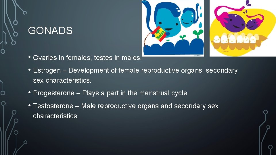 GONADS • Ovaries in females, testes in males. • Estrogen – Development of female