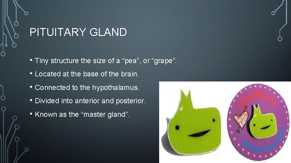PITUITARY GLAND • Tiny structure the size of a “pea”, or “grape”. • Located