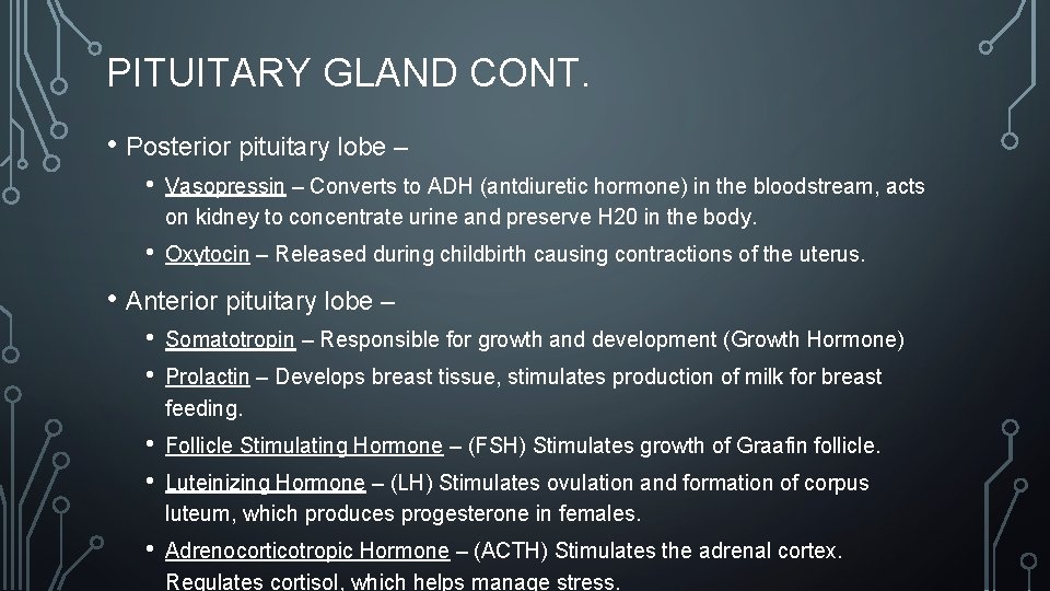 PITUITARY GLAND CONT. • Posterior pituitary lobe – • Vasopressin – Converts to ADH