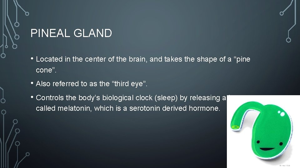 PINEAL GLAND • Located in the center of the brain, and takes the shape