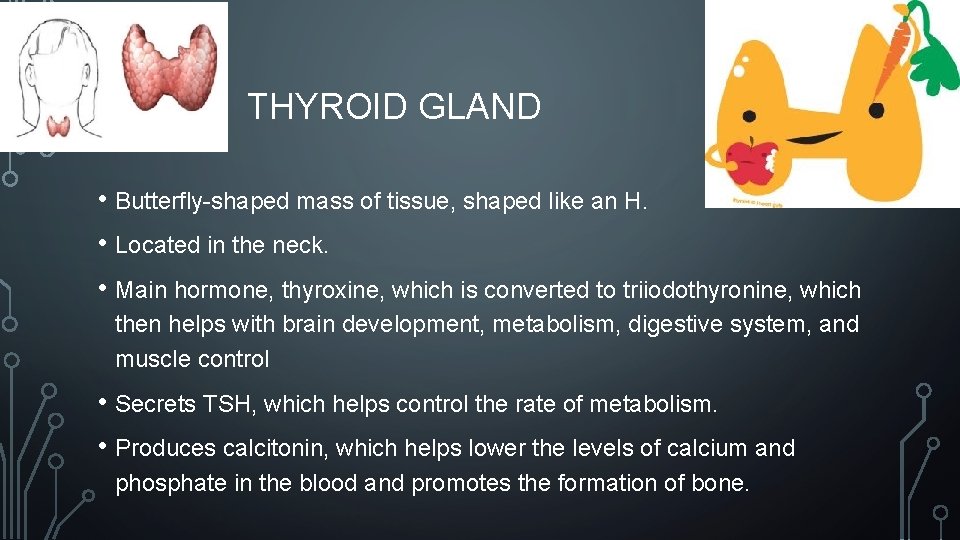 THYROID GLAND • Butterfly-shaped mass of tissue, shaped like an H. • Located in