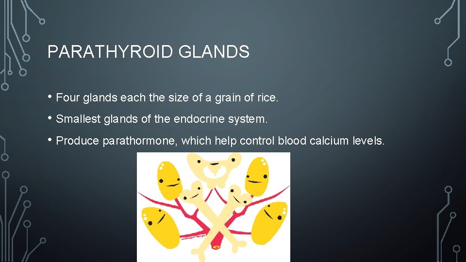 PARATHYROID GLANDS • Four glands each the size of a grain of rice. •