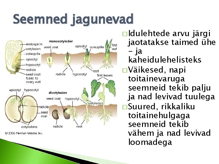 Seemned jagunevad � Idulehtede arvu järgi jaotatakse taimed ühe - ja kaheidulehelisteks � Väikesed, Seemned jagunevad � Idulehtede arvu järgi jaotatakse taimed ühe - ja kaheidulehelisteks � Väikesed,