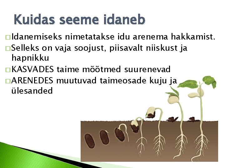Kuidas seeme idaneb � Idanemiseks nimetatakse idu arenema hakkamist. � Selleks on vaja soojust, Kuidas seeme idaneb � Idanemiseks nimetatakse idu arenema hakkamist. � Selleks on vaja soojust,