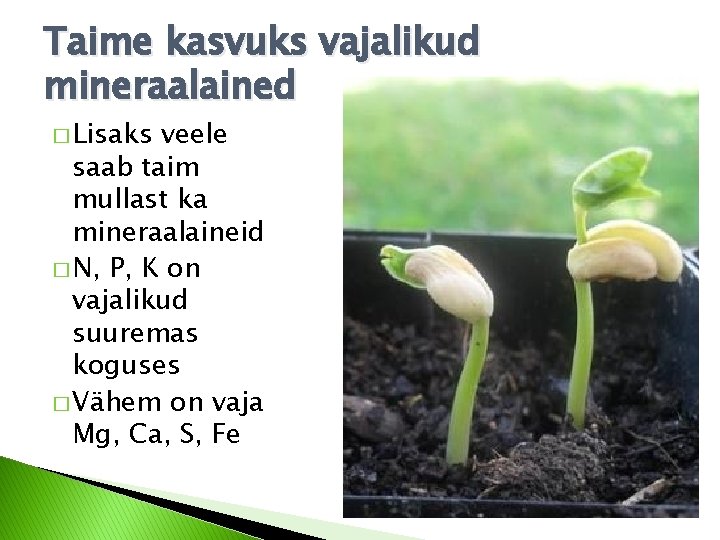 Taime kasvuks vajalikud mineraalained � Lisaks veele saab taim mullast ka mineraalaineid � N, Taime kasvuks vajalikud mineraalained � Lisaks veele saab taim mullast ka mineraalaineid � N,