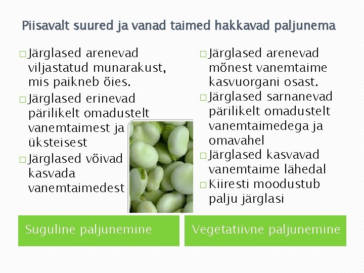 Piisavalt suured ja vanad taimed hakkavad paljunema � Järglased arenevad viljastatud munarakust, mis paikneb Piisavalt suured ja vanad taimed hakkavad paljunema � Järglased arenevad viljastatud munarakust, mis paikneb