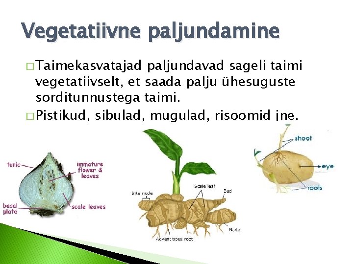 Vegetatiivne paljundamine � Taimekasvatajad paljundavad sageli taimi vegetatiivselt, et saada palju ühesuguste sorditunnustega taimi. Vegetatiivne paljundamine � Taimekasvatajad paljundavad sageli taimi vegetatiivselt, et saada palju ühesuguste sorditunnustega taimi.