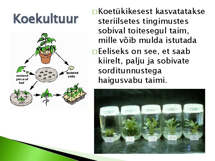 Koekultuur � Koetükikesest kasvatatakse steriilsetes tingimustes sobival toitesegul taim, mille võib mulda istutada � Koekultuur � Koetükikesest kasvatatakse steriilsetes tingimustes sobival toitesegul taim, mille võib mulda istutada �