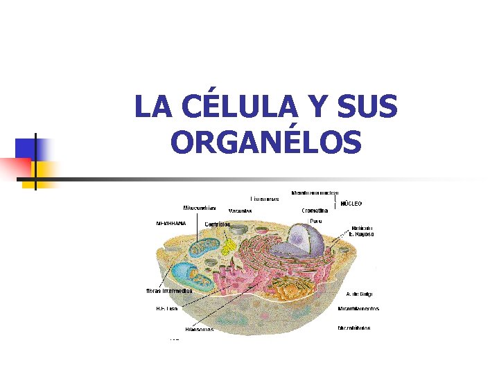 LA CÉLULA Y SUS ORGANÉLOS 