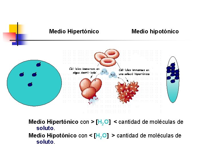 Medio Hipertónico Medio hipotónico Medio Hipertónico con > H 2 O < cantidad de