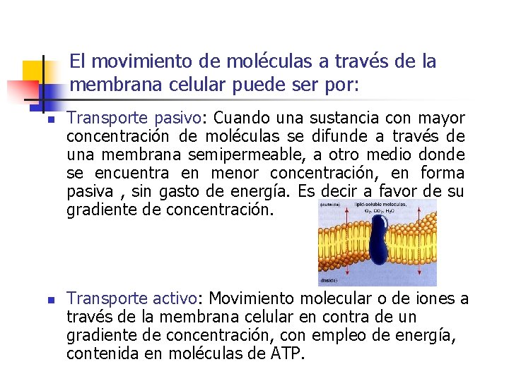 El movimiento de moléculas a través de la membrana celular puede ser por: n