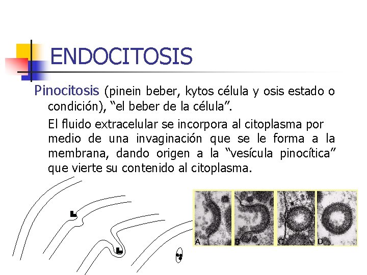 ENDOCITOSIS Pinocitosis (pinein beber, kytos célula y osis estado o condición), “el beber de