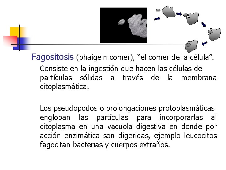 Fagositosis (phaigein comer), “el comer de la célula”. Consiste en la ingestión que hacen